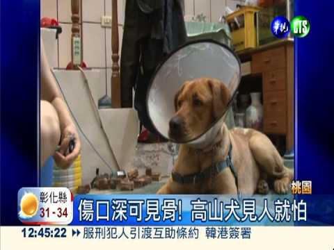 2狗打鬥! 高山犬遭對手飼主砍殺