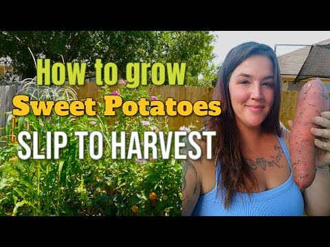 How to grow Sweet Potatoes from Slip to Harvest!