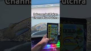 Download lagu Premium MAXI, Rekomendasi Pakan Channa Blue Pulchra Agar Warna Biru #shorts #channa #snakehead mp3