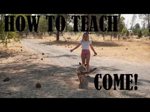 HOW TO TRAIN YOUR DOG TO COME WHEN CALLED