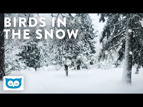 Falling Snow - 2 Hours Relaxing Snow with Bird Sounds