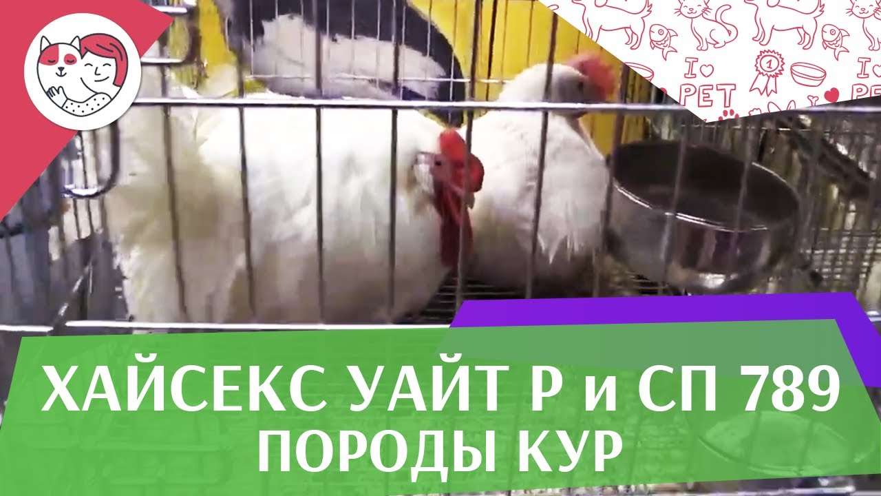 Порода кур ХАЙСЕКС УАЙТ Р и СП 789 Агропромышленная выставка Золотая осень 2016 iLikePet