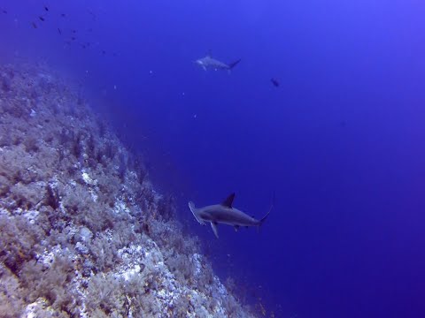 Hammerhead sharks in the Red Sea. Ghazala Explorer liveaboard