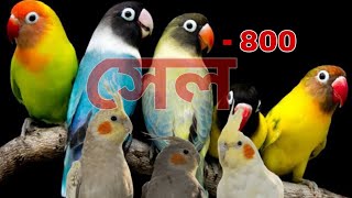 Download lagu Love birds, cocktaile, daimond dove সেল সেল very low price Exotic Bird's সেল  mp3