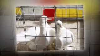 II-oji Tarptautinė dekoratyvinių balandžų paroda 