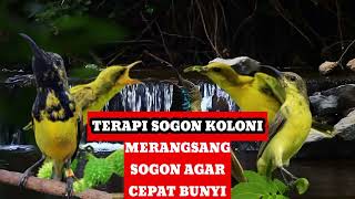 Download lagu TERAPI SUARA SOGON KOLONI MERANGSANG AGAR SOGON CEPAT BUNYI mp3