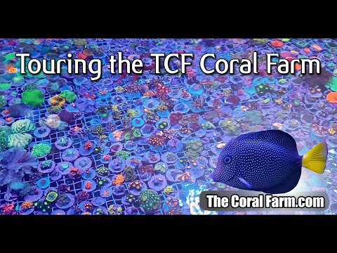 Coral Farm Tour! Behind the Scenes at TCF!