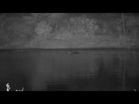 Djuma: Three Hippos - 18:05 - 06/25/2023