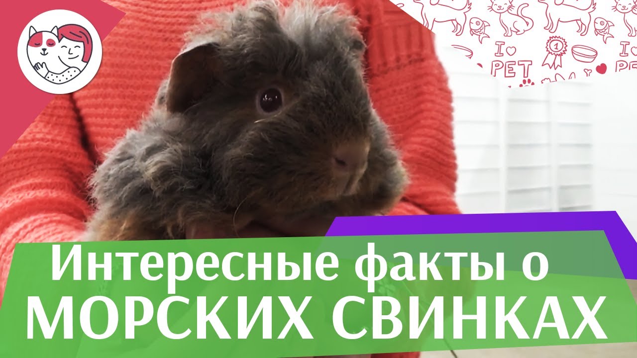 5 особенностей ухода за золотистым ретривером