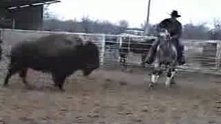 Appaloosa horse cutting Buffalo