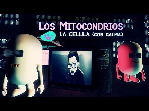 Los Mitocondrios - La Célula (Con Calma)