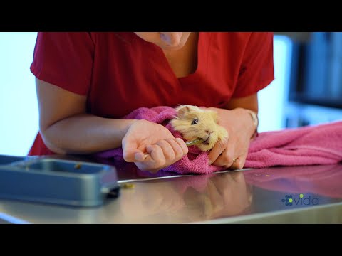Vida Vet Care | Feeding and Proper Restraint of Rabbits and Guinea Pigs with Critical Care