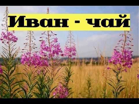 Иван-чай