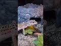 Angry Gecko Hissing