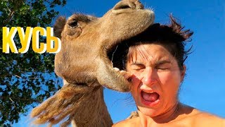 ПОПРОБУЙ НЕ ЗАСМЕЯТЬСЯ - Смешные Приколы с Животными до слез, смешные коты, funny cats 8.0