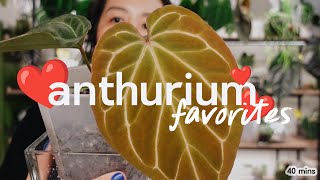 11 of my favorite anthurium right now 😍 + best plastic pots?