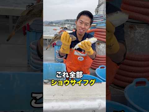 9割以上ショウサイフグ、今夜は『フグ鍋パーティー』😂🙌‼️ #船長の日常