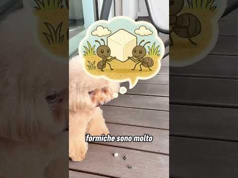 Questo cagnolino ha ceduto il suo cibo alle formiche 🐜
