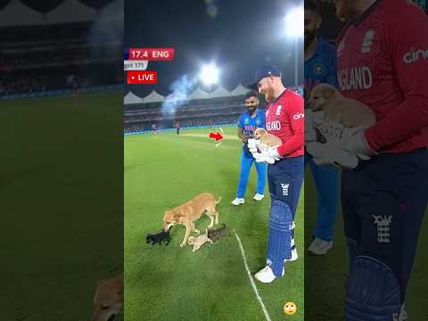 Wait… Mother Dog Brings Puppies onto Cricket Pitch 🐶🏏 #shorts