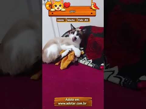 Vídeo de pow
