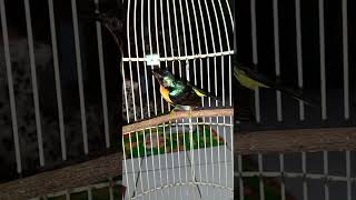 Download lagu kolibri wulung/muncang gacor mp3