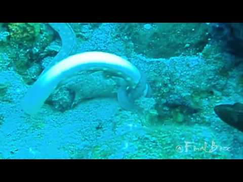 Shark vs Moray Eel | Eel Attack Compilation