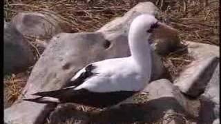 The Masked Booby, Lone Ranger of the Galapagos, Ecuador