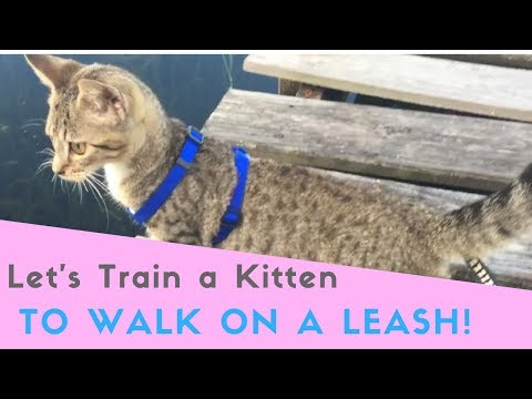 How to teach a Kitten to WALK ON A LEASH! Here's the EASY way to do it!