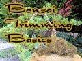 Bonsai Trimming Basics / My 6 Year old Bonsai ...