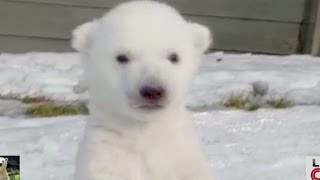 Polar cub sees snow for the first time