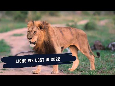 LIONS WE LOST IN 2022 - SABI SANDS GAME RESERVE'S FAMOUS LIONS
