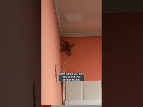 Biggest Spider I’ve ever seen! #shorts