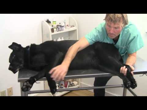 YouTube video about: How to massage dog with hip dysplasia?
