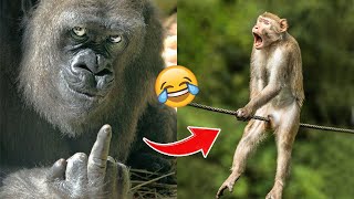 Laugh a Lot With The Funny Moments Of Monkeys 🐵