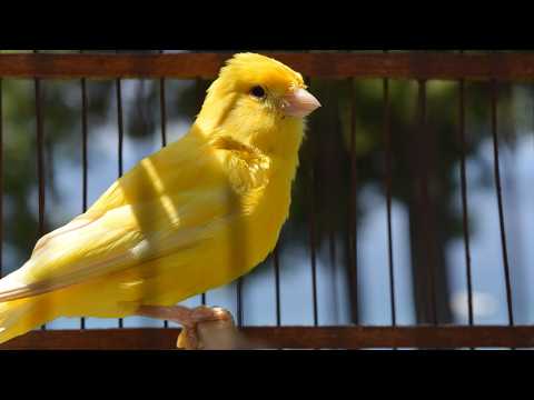 canary singing video - the best canary training song 40 minutes