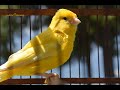 canary singing video - the best canary training song 40 minutes