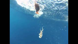 preview picture of video 'American Red Snapper Fishing - Clearwater, Florida'