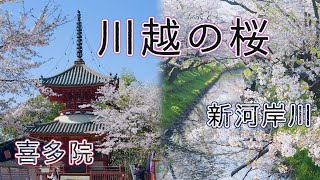 川越の桜 4K Cherry blossoms in Kawagoe