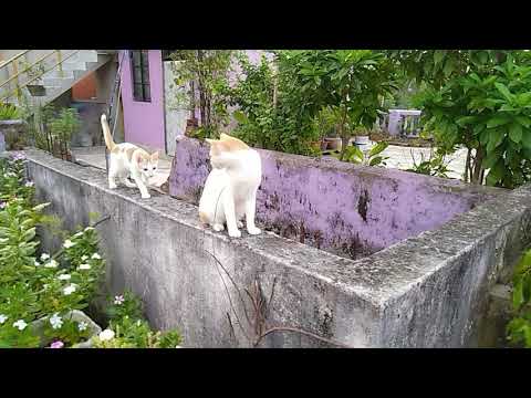 INTRODUCING BRISTI  🤣