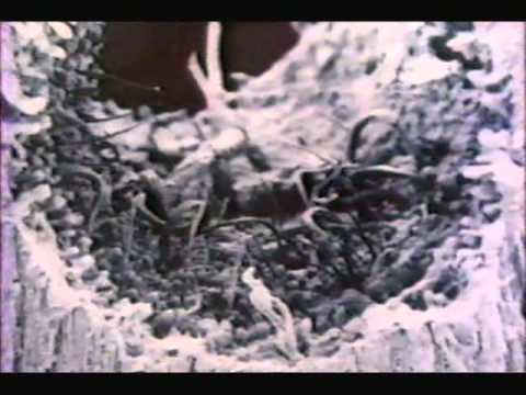 Fungi The Rotten World About Us 1980