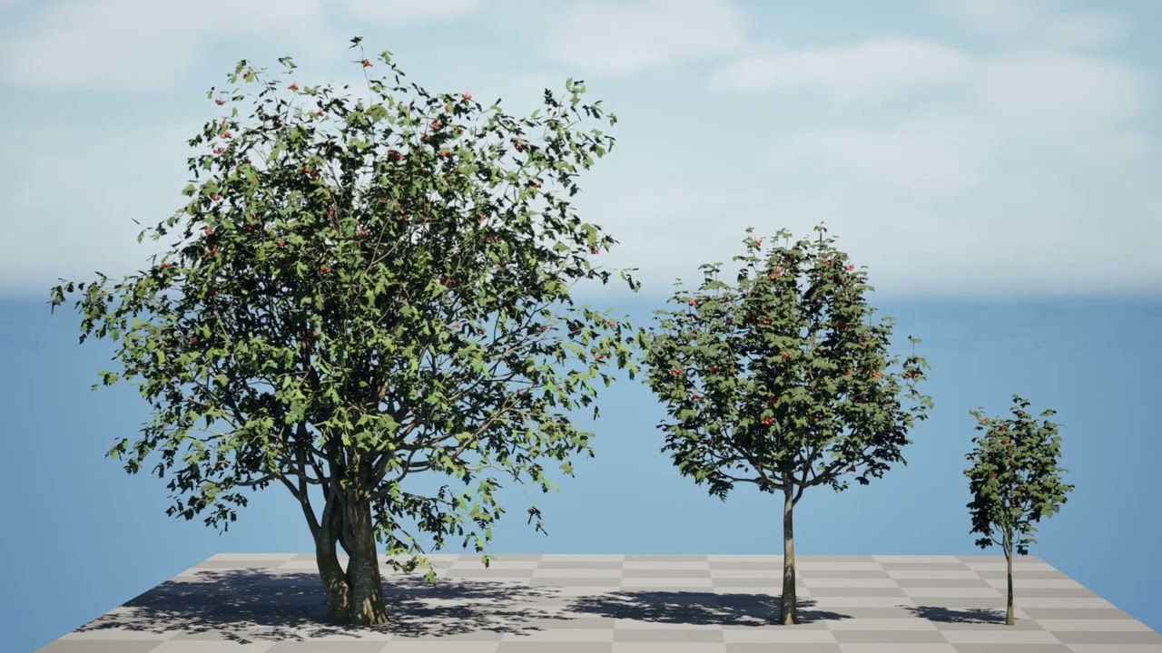 UK Rowan Tree Pack 3D Modell