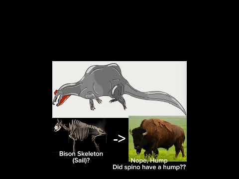 Accurate spino drawing by me, what do you guys think? #art #drawing #paleontology #spinosaurus #dino