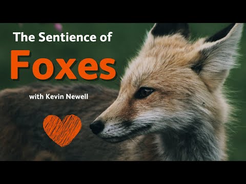 The Sentience of Foxes with Kevin Newell - OneKind's Winter Warmers
