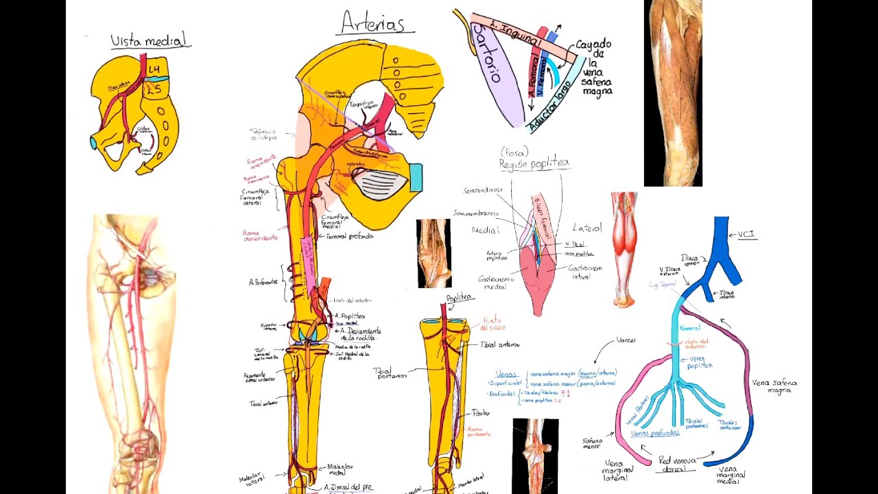 Anatomía: Miembro inferior. Arterias y venas.