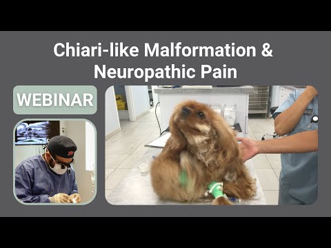 Canine Chiari-like Malformation & Neuropathic Pain