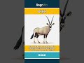 oryx - a large desert antelope wit... video thumbnail