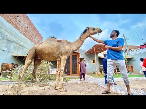 Achank Mini Zoo Main Camel Agea🐫
