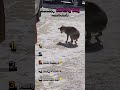Ranking Dancing Dog Moments