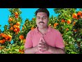 How to control fruit drop problem in citrus orchard |Reasons of pre mature fruit drop in citrus