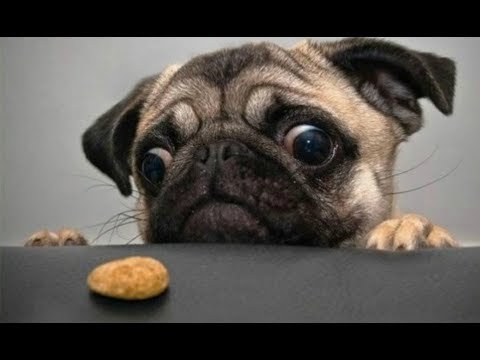 Animal sound ringtones free Video